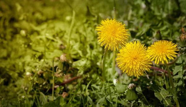 Yellow dandelions on a green sunbed in the rays of sunset sunlight. — Stock Photo, Image