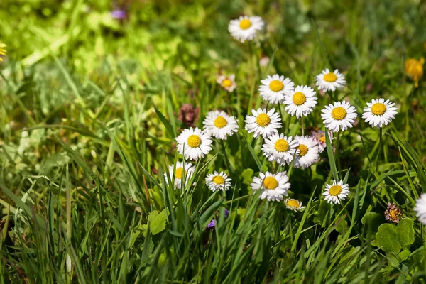 Delicate daisies on a green meadow. First spring wildflowers. —  Fotos de Stock