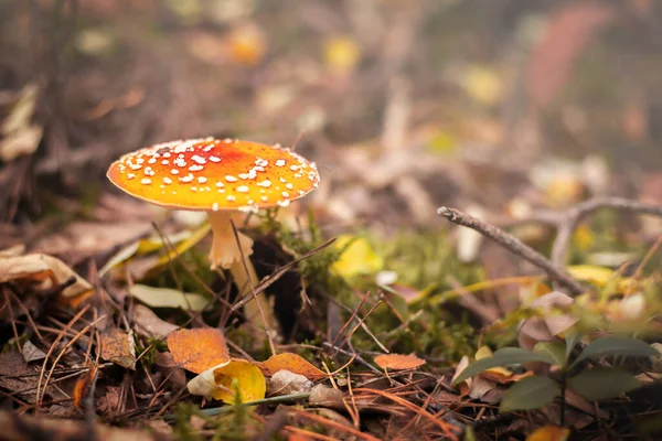 秋天的季节在黄色 橙色落叶中飞舞 野生有毒红色蘑菇 — 图库照片