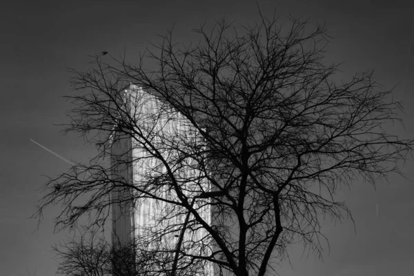 Gratte Ciel Avec Arbre Premier Plan Immeuble Bureaux Contre Ciel — Photo