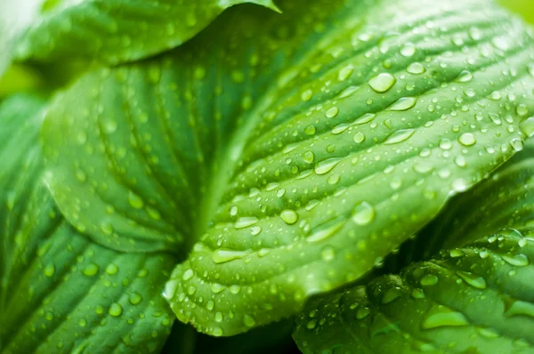 yağmur sonrası bırakır