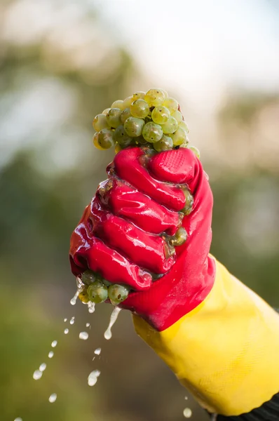 Squirting uva — Foto de Stock