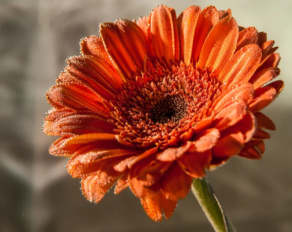 Gerbera
