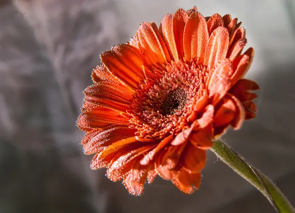 Gerbera