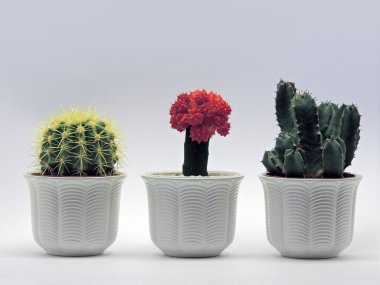 Three Cactuses in white pots. clipart