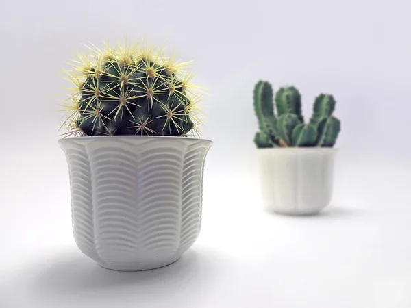 Beyaz tencere iki kaktüsler.