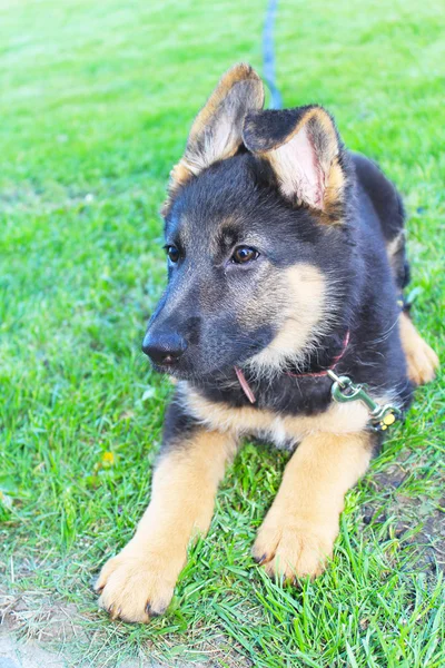 Alman kurdu yavruları