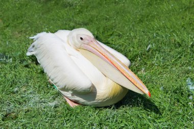 pembe Pelikan