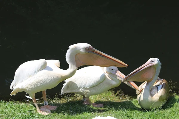 Pink pelican — Stock Photo, Image