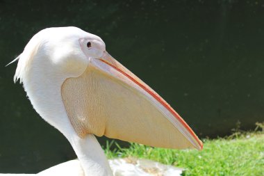 pembe Pelikan