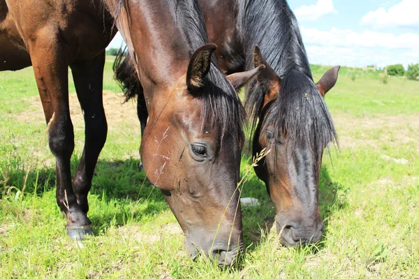 Dva koně žerou trávu — Stock fotografie