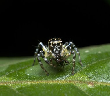 güzel atlama örümcek yemek