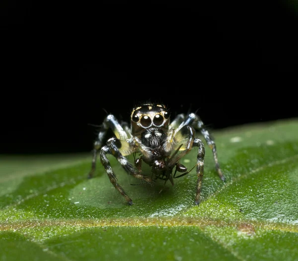güzel atlama örümcek yemek