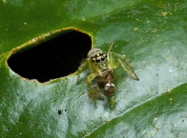 güzel atlama örümcek yemek