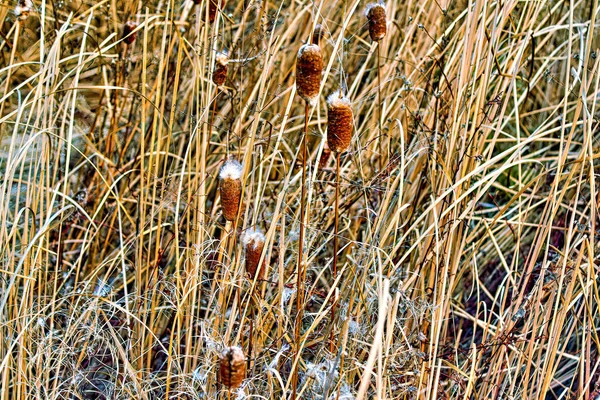 Dichte struiken van oud riet met droog gras — Stockfoto
