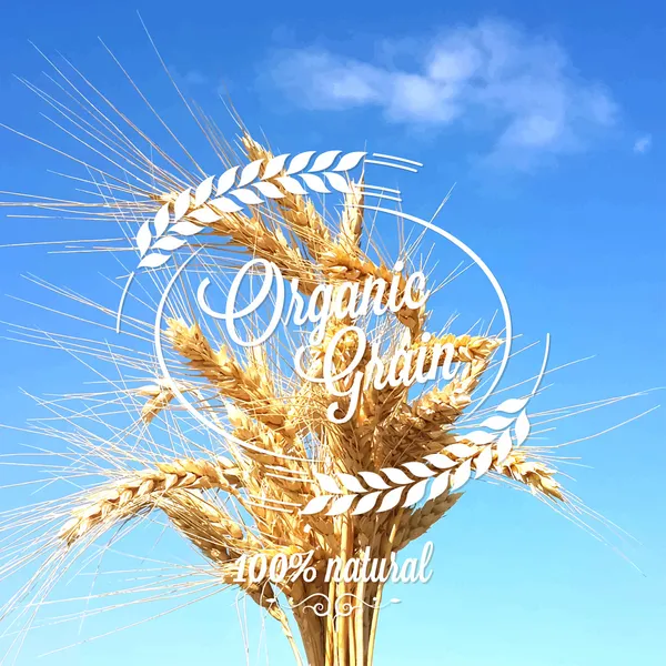 Wheat ears spikes design background — Stock Vector