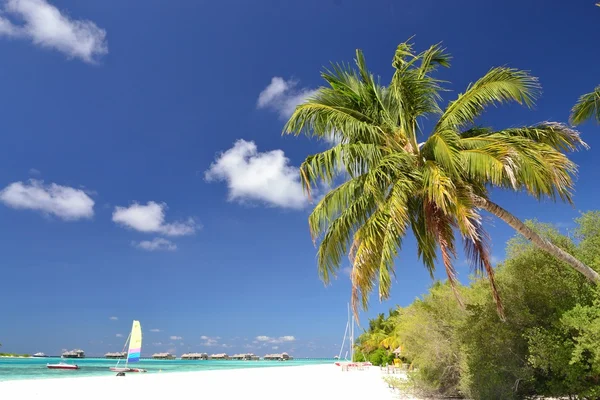 如诗如画的海滩马尔代夫在现场 — 图库照片