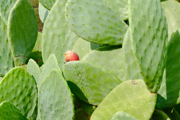 Ogromny Zielony Kaktus Rosnący Poza Obszarem Wiejskim Portugalii — Zdjęcie stockowe