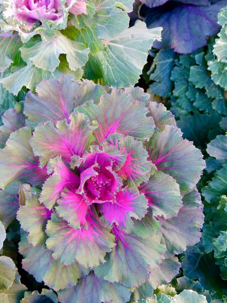 Grön Dekorativ Blomma Kål Med Rosa Färg Inuti — Stockfoto