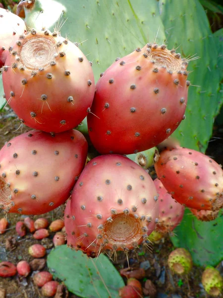 Közelkép Vörös Érett Gyümölcsökkel Rendelkező Tüskés Körtés Kaktuszról — Stock Fotó