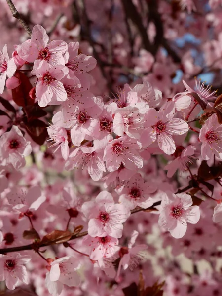 Selektivt Fokus Levande Rosa Sakura Blommor Utanför Trädgården Romantisk Blommig — Stockfoto