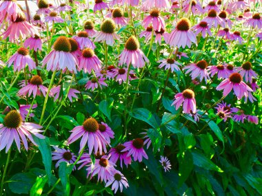 Bahçede yetişen pembe Echinacea purpurea çiçekleri.