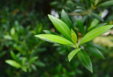 Bahçede yetişen zeytin ağacının genç dalına odaklanın. İlkbahar arkaplanı bulanık