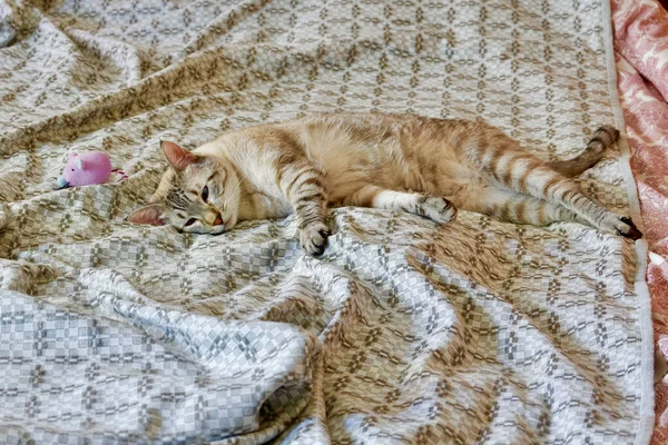 Gato Preguiçoso Deitado Cima Cobertor Com Rosto Cansado Dentro Casa — Fotografia de Stock