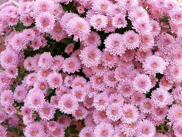 Chrysanthemum Flowers Faded Pink Colour Backgrounds Backdrops — Stockfoto