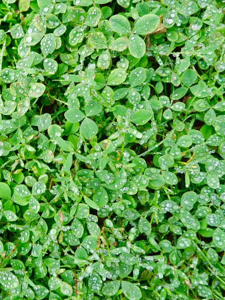 Abstracte Achtergrond Met Wilde Klaver Dauw Levendig Groen Blad Seizoenen — Stockfoto