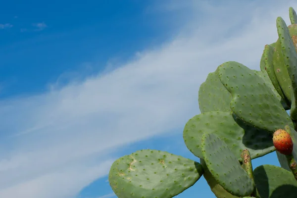 Green cactus growing outside in the rural yard.