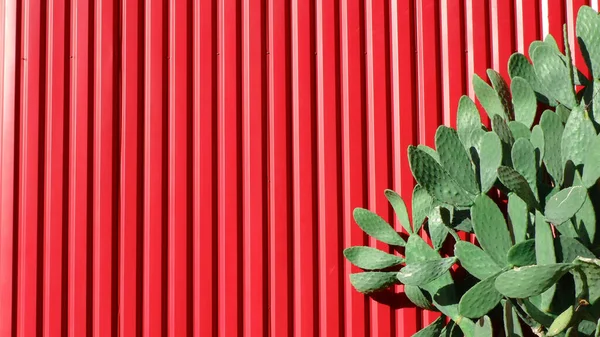 緑のサボテンは スペイン ヨーロッパの赤い線の金属壁の上に外に成長します テキストのための場所と鮮やかなコントラストの背景 — ストック写真