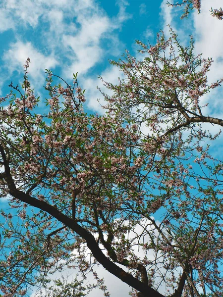 Tittar Upp Ett Träd Mandel Blomma Mot Levande Blå Himmel — Stockfoto