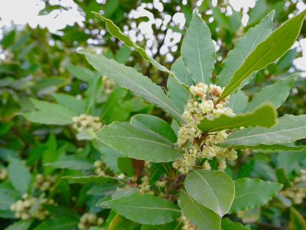 Cespuglio Bayleaf Fiore Che Cresce Iarda Fuori Primavera Primi Verdi — Foto Stock