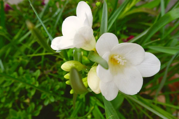 Freesia Branca Crescendo Pátio Quintal Catalunha Espanha — Fotografia de Stock