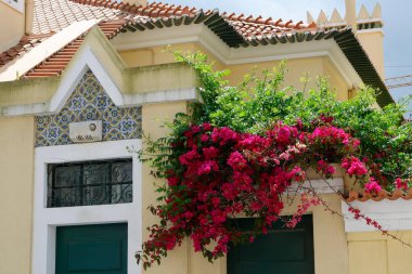 Portekiz 'in Aveiro kentindeki şirin Portekiz konağının girişinde mor begonviller var. Bahçe ve konut kavramı.