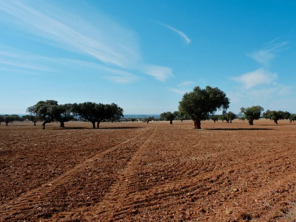 Rural field with red soil and cork trees on the horizon in Portugal. Corkwood trees