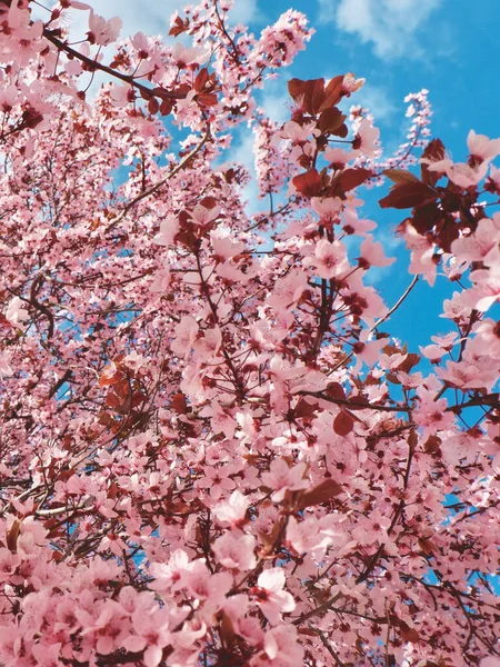 Våren Rosa Blommig Bakgrund Pastell Och Mjukt Blommigt Kort Med — Stockfoto
