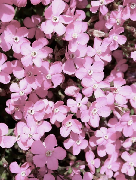 Faded pink flower backdrop. Viscaria occulata small flowers growing outside.