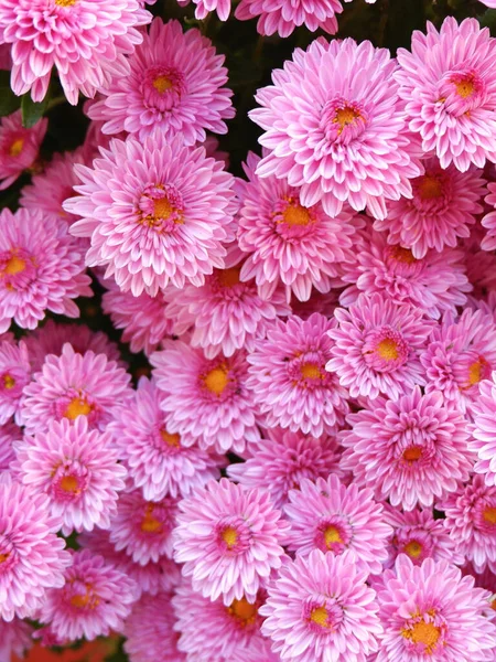 Monet Pienet Kukat Krysanteemi Violetti Vaaleanpunainen Väri Taustat Taustat Pystykuva — kuvapankkivalokuva
