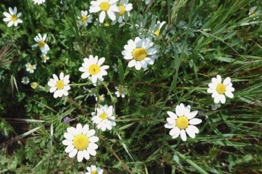 Gündüz vakti yeşil tarlada büyüyen beyaz papatya çiçekleri.