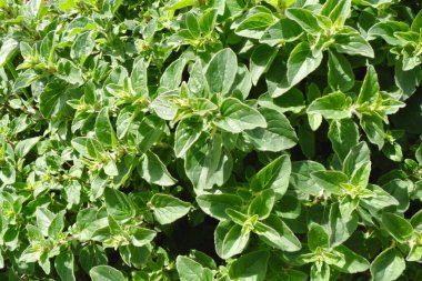 Fresh green oregano plant growing wild under the sun outside in the garden. Spain, mediterranean cuisine.