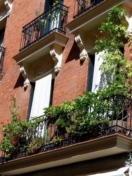 Elegant classical balcony decorated with green plants downtown Madrid, Malasana district.