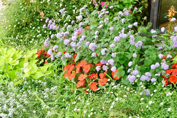 Färgglada Blommor Trädgården Inre Gården Pau Frankrike — Stockfoto
