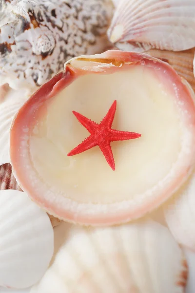 Starfish and Seashells — Stock Photo, Image