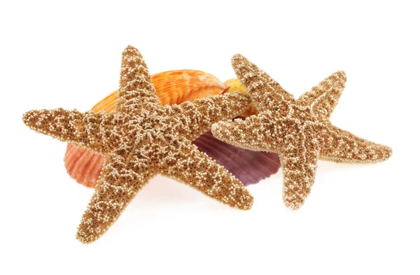 Starfish — Stock Photo, Image