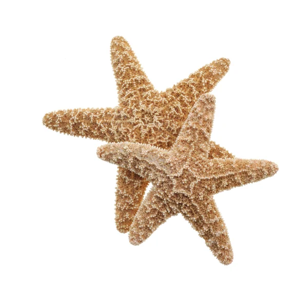 Starfish — Stock Photo, Image