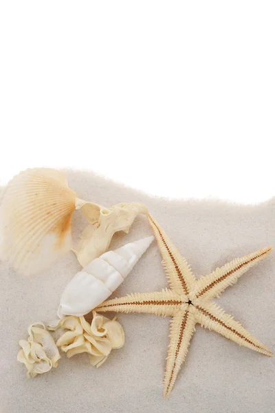 Starfish com conchas — Fotografia de Stock