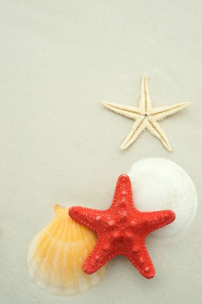 Starfish with seashells — Stock Photo, Image