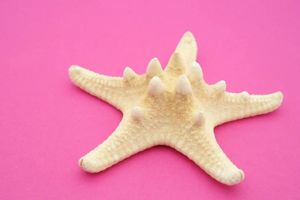 Starfish — Stock Photo, Image